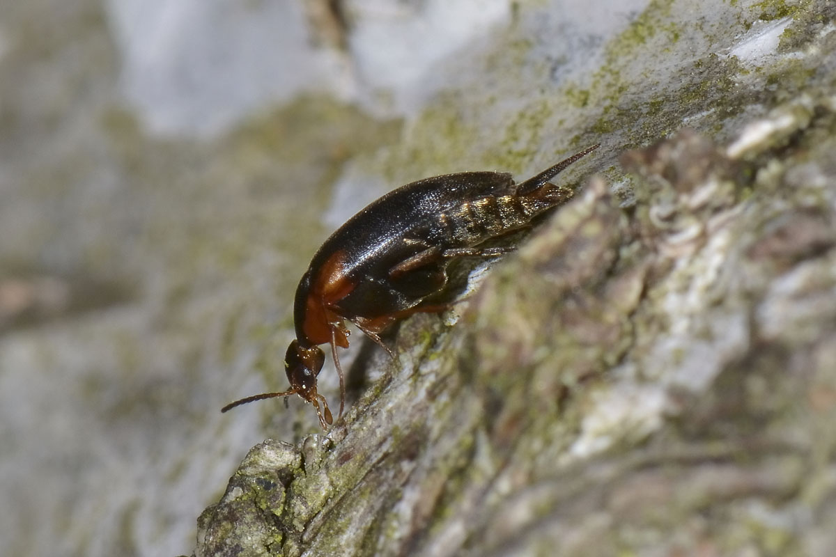 Mordellidae: Mordellistena humeralis? No, M. variegata